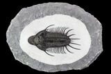 New Trilobite Species (Affinities to Quadrops) #107002-3